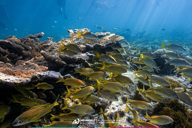 2-Hour Snorkeling Paradise Reef in Cancún Underwater Museum - Who Will Get the Most From This Outing