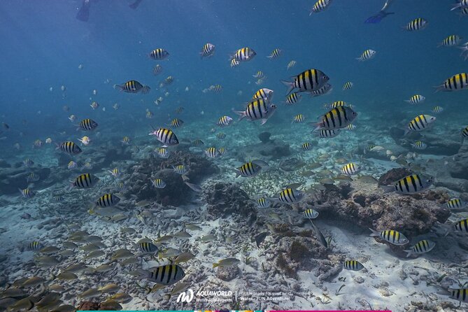 2-Hour Snorkeling Paradise Reef in Cancún Underwater Museum - Taking the Motorboat to Punta Nizuc