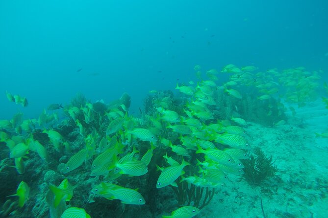 2 Tank Reef Dive in Mexico - Why this Puerto Morelos reef trip works well