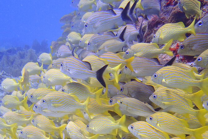 2 Tank Reef Dive in Mexico - What the $149 price really covers