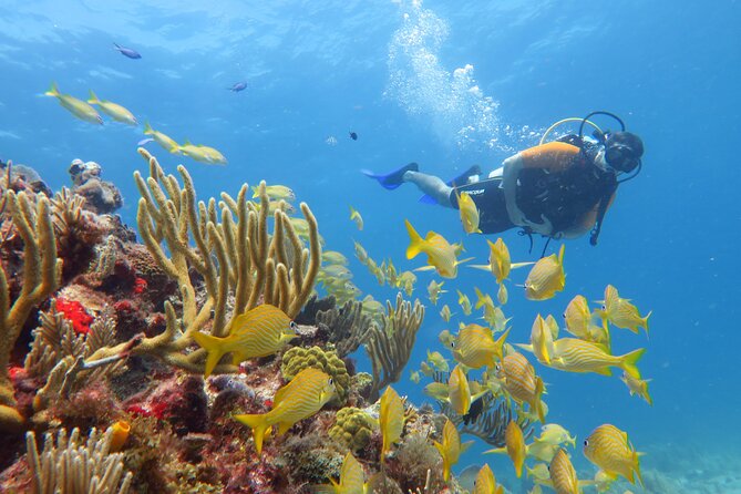 2 Tanks Dives Cancun Underwater Museum for Certified Divers - First tank: MUSA at 8 meters