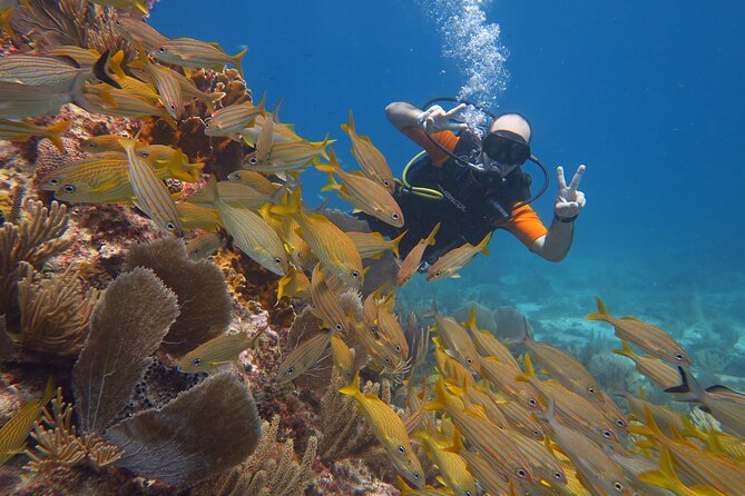 2 Tanks Dives Cancun Underwater Museum for Certified Divers - What the $156 price really covers