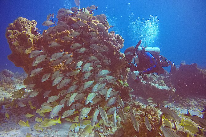 2 Tanks Scuba Diving in Punta Cancun Reefs for Certified Divers - Two Punta Cancun reefs in one four-hour outing
