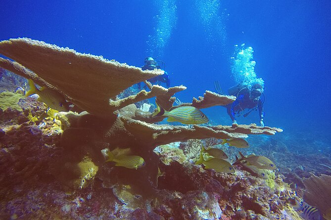 2 Tanks Scuba Diving in Punta Cancun Reefs for Certified Divers - The afternoon schedule and the flight rule