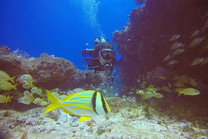 2 Tanks Scuba Diving in Punta Cancun Reefs for Certified Divers - Marine life from turtles to moray eels