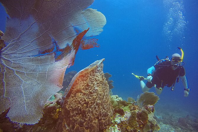 2 Tanks Scuba Diving Wreck and Reef in Cancun for Certified Divers - Medical Rules Are Strict for a Good Reason