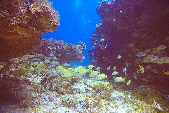 2 Tanks Scuba Diving Wreck and Reef in Cancun for Certified Divers - Is $159 a Fair Price?