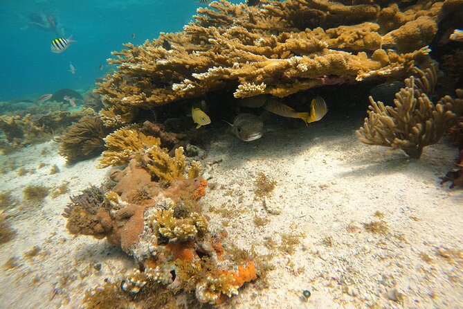 3 Hours VIP Semiprivate Tour Isla Mujeres Full Snorkeling Experience - The boat ladder is the detail to take seriously