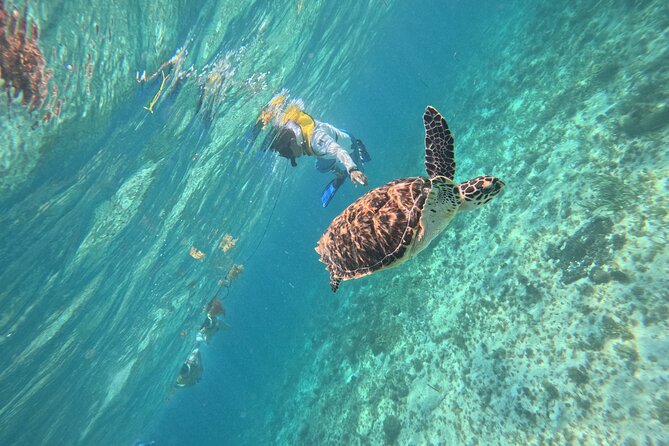 3 in 1 Jungle Speedboat and Snorkeling in Cancun - Who will enjoy this Cancun tour most