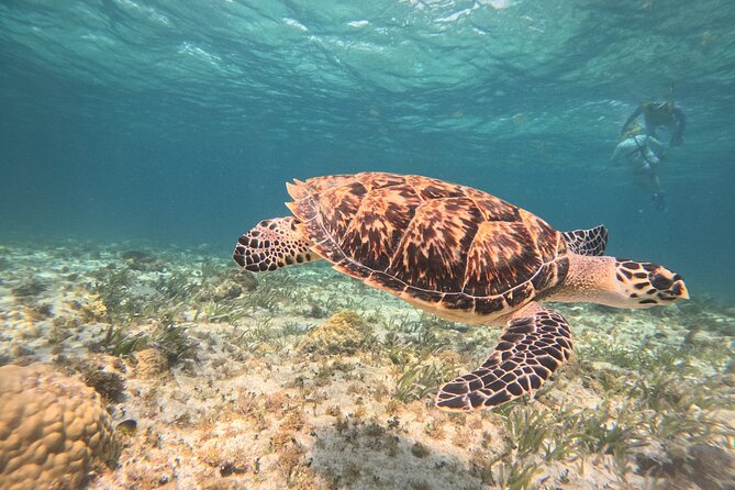 3 in 1 Jungle Speedboat and Snorkeling in Cancun - Snorkeling El Meco’s Mayan Reef
