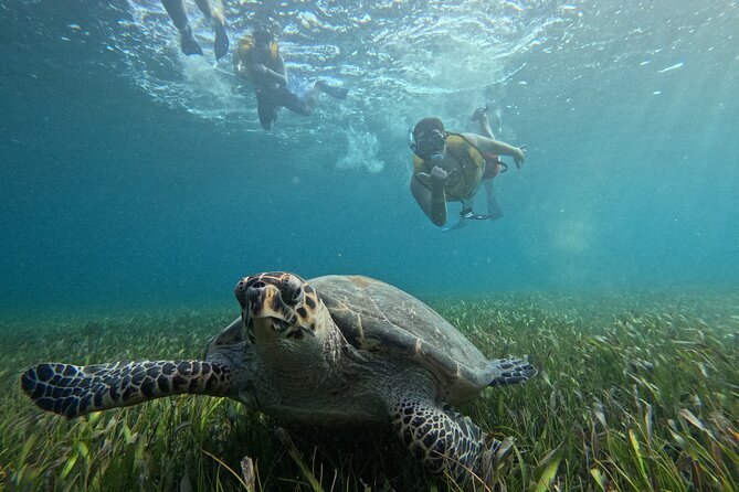 3 in 1 Jungle Tour Adventure Cancun - Snorkeling among reefs and Caribbean sea life