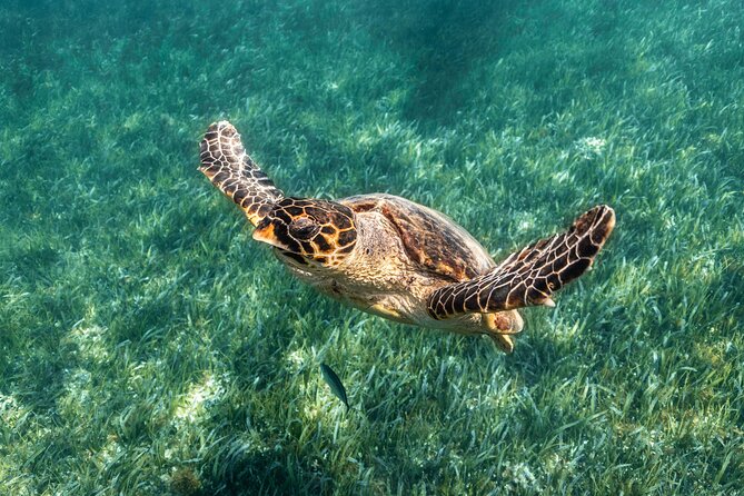 5-in-1 Cancun Snorkeling Tour with Sea Life & Transport Included - Why five stops work better than one
