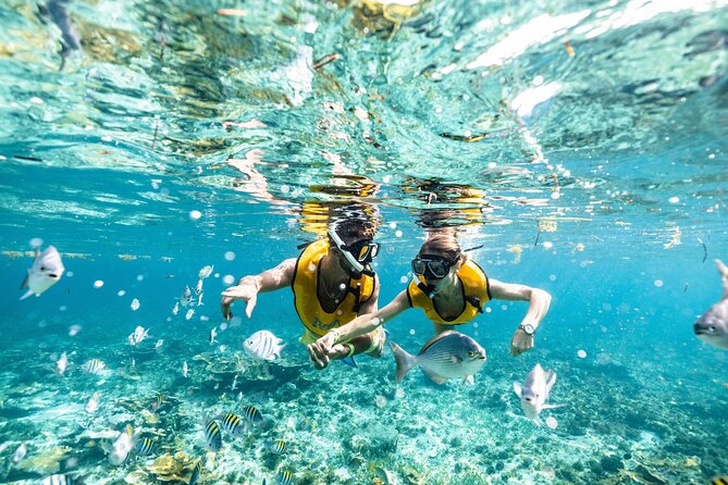 5-in-1 Cancun Snorkeling Tour with Sea Life & Transport Included - The photo and video issue