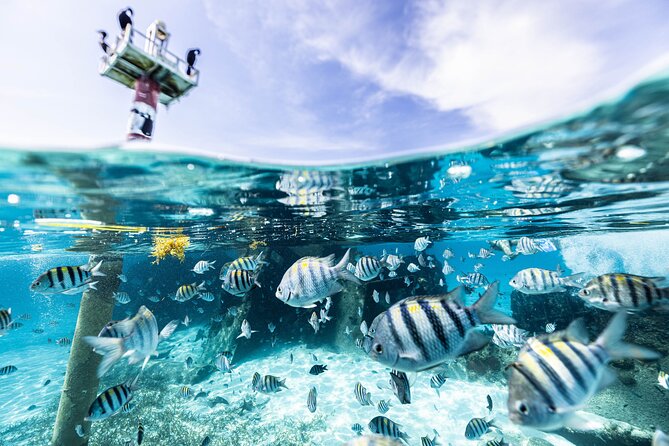 5-in-1 Cancun Snorkeling Tour with Sea Life & Transport Included - Two MUSA statues with a message