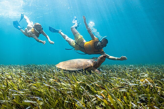 5-in-1 Cancun Snorkeling: Turtles, Reef, Musa, Shipwreck, Cenote - MUSA’s Underwater Statues
