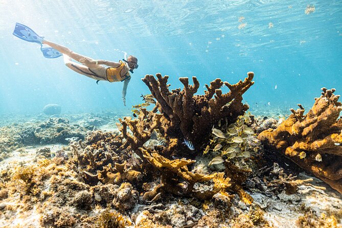 5-in-1 Cancun Snorkeling: Turtles, Reef, Musa, Shipwreck, Cenote - Swimming Near Sea Turtles and Rays
