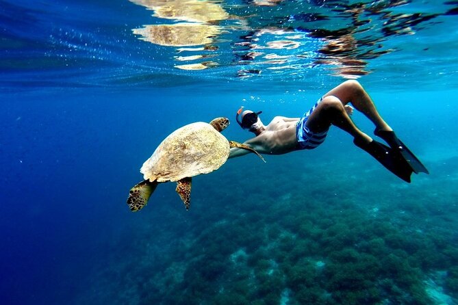 Akumal paradise tour Swimming with Turtles & ancient Tulum Ruins. Lunch included - Key points to know before you book