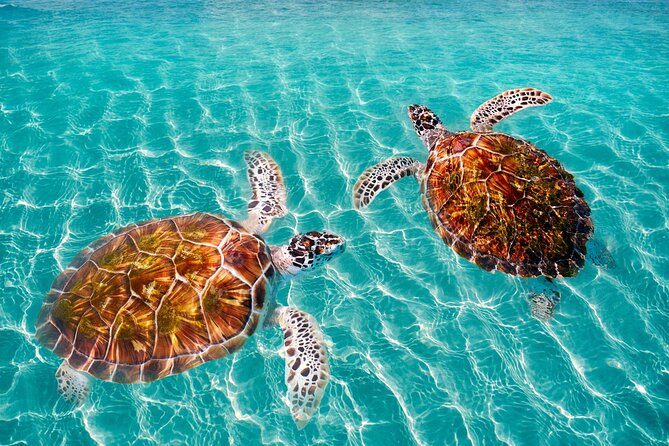 Amazing Adventure in Akumal. Swim with turtles and discover Tulum Ruins. - Snorkeling with turtles at Akumal