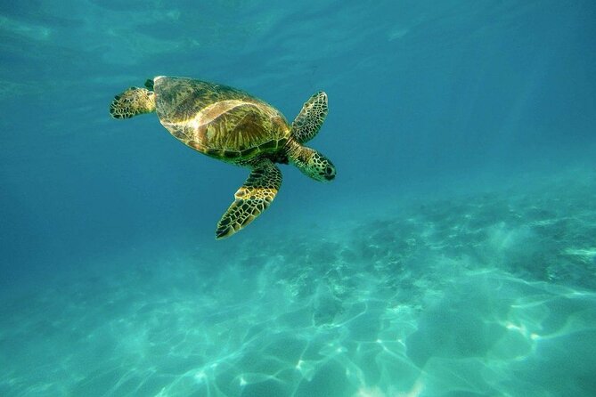 Amazing Adventure in Akumal. Swim with turtles and discover Tulum Ruins. - Akumal Beach gives you time beyond the turtle area