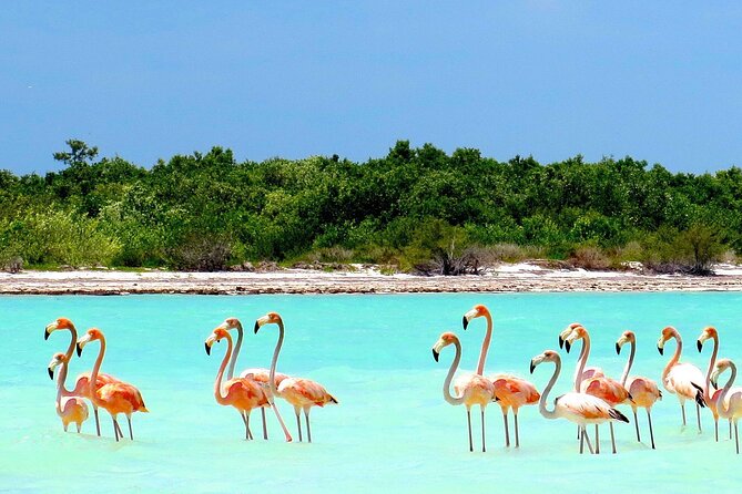 Amazing HOLBOX Full day tour and Cenote swim experience from Cancun! - The long-day tradeoff