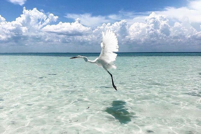 Amazing HOLBOX Full day tour and Cenote swim experience from Cancun! - Who should book this experience?