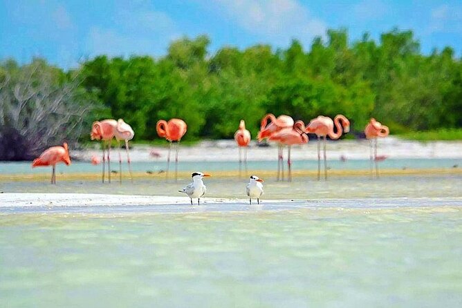 Amazing HOLBOX Full day tour and Cenote swim experience from Cancun! - Final decision: a useful Holbox sampler