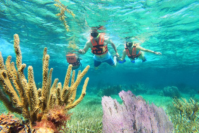 Amazing Snorkeling Experience + Real Mexican Tacos - Quick points to know