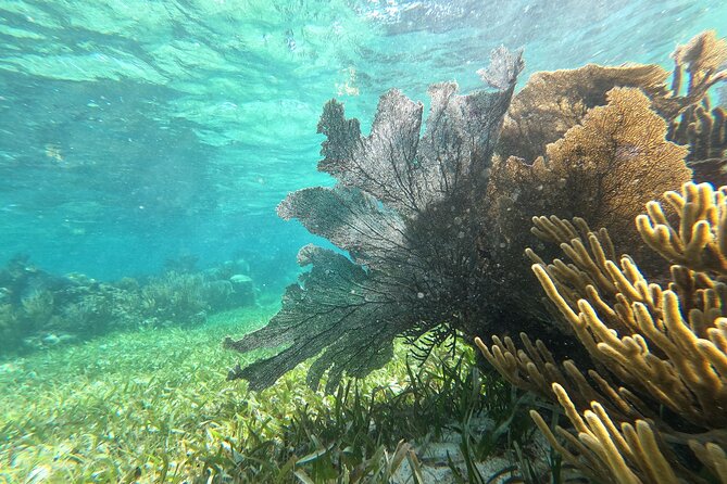 Amazing Snorkeling Experience + Real Mexican Tacos - Free time in Puerto Morelos