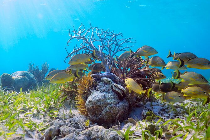 Amazing Snorkeling Experience + Real Mexican Tacos - How weather shapes the day