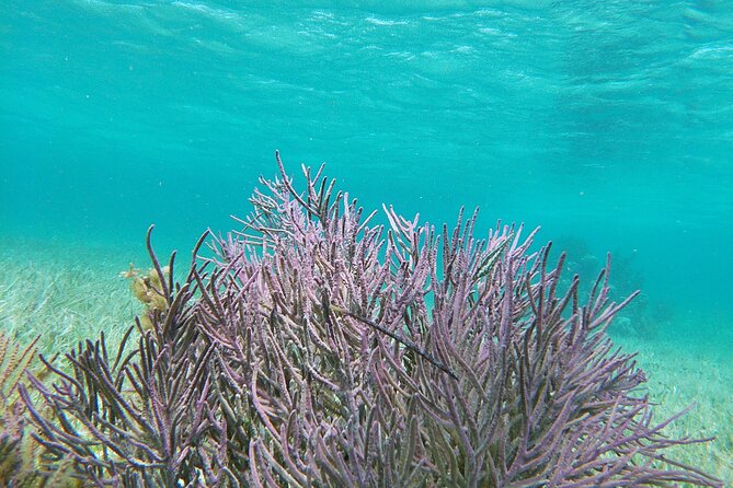 Amazing Snorkeling Experience + Real Mexican Tacos - What to pack and what to budget