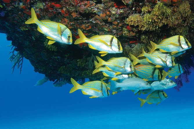 ATV Extreme and Snorkel Combo Tour from Cancun - A seven-hour adventure from Cancun to the jungle
