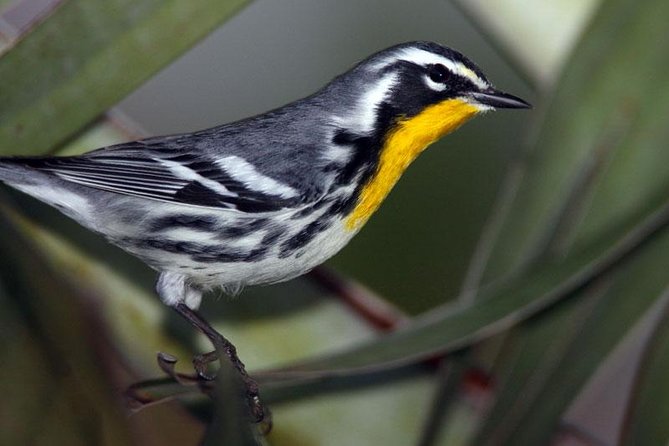 Bird watching ecofriendly tour from Cancun & Riviera Maya - Why the 5:00 am start matters