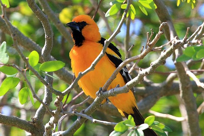 Bird watching ecofriendly tour from Cancun & Riviera Maya - Two viewing areas, not one quick stop