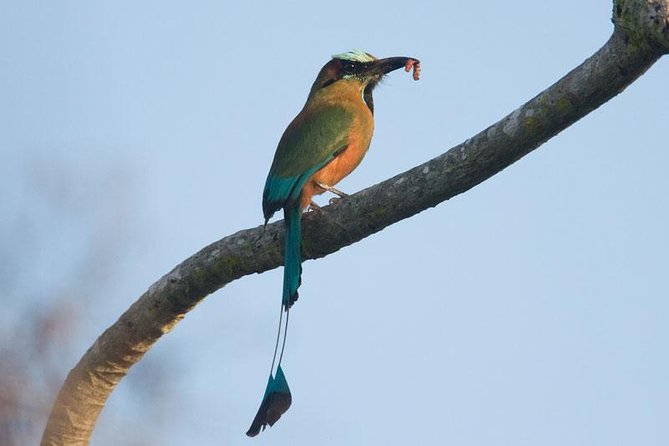Bird watching ecofriendly tour from Cancun & Riviera Maya - The chance to see a toucan
