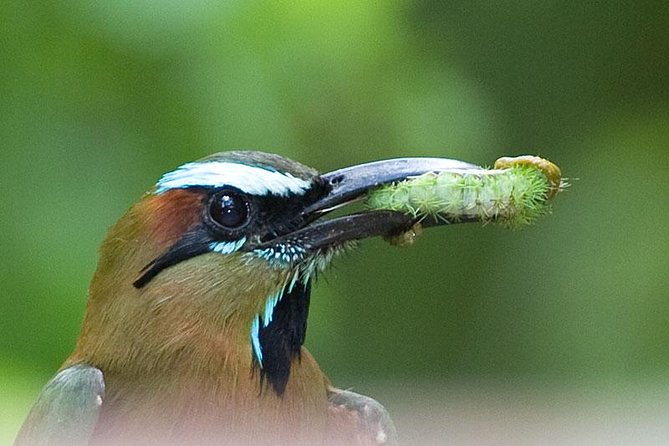 Bird watching ecofriendly tour from Cancun & Riviera Maya - Snacks, water, and a memorable local meal