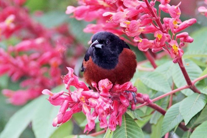 Bird watching ecofriendly tour from Cancun & Riviera Maya - Why the private format changes the experience