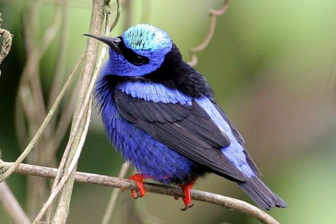 Bird watching ecofriendly tour from Cancun & Riviera Maya - What the six hours feel like