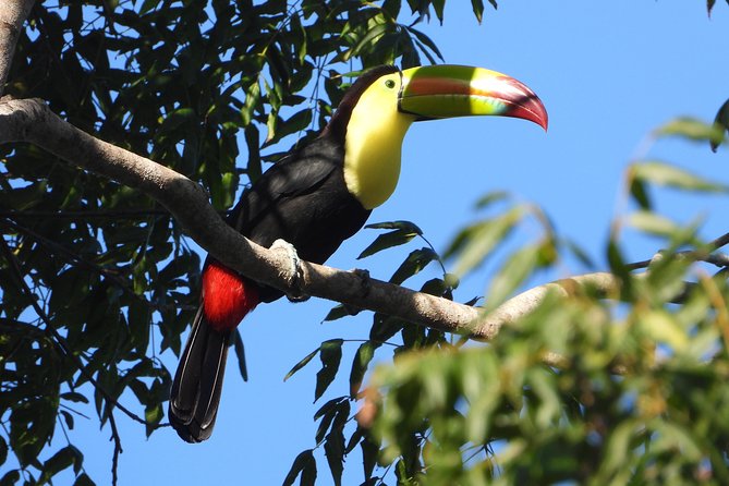 Birds of the Mayan World 1 - Why this birdwatching tour feels different from a standard Cancun outing