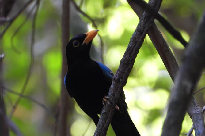 Birds of the Mayan World 1 - Toucans, aracaris, and the value of patient observation