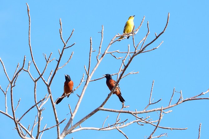 Birds of the Mayan World 1 - A private experience with a practical group advantage