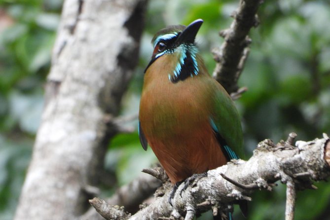 Birds of the Mayan World 1 - Timing, weather, and what to bring