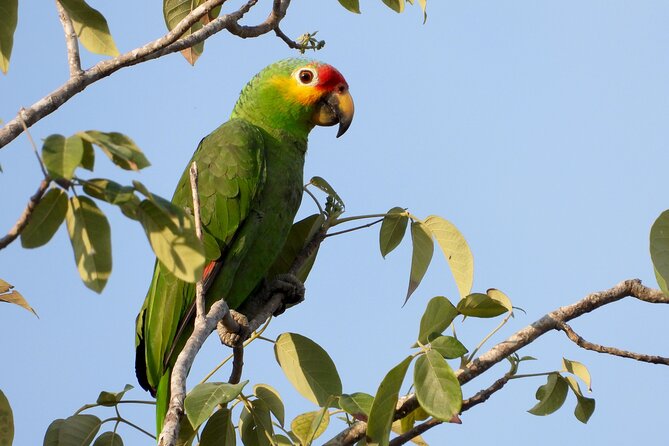 Birds of the Mayan World 1 - How the tour fits into a Cancun vacation