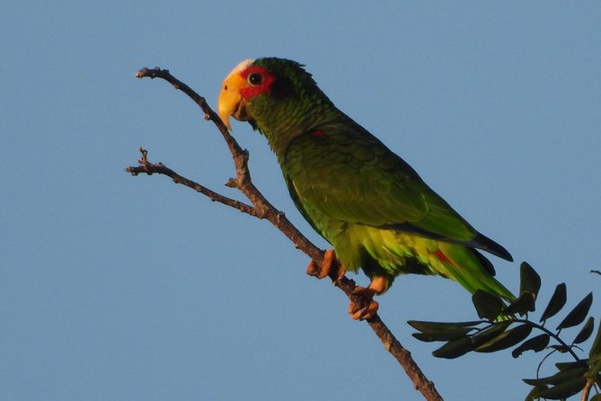 Birds of the Mayan World 1 - Following the Ruta de los Cenotes near Puerto Morelos