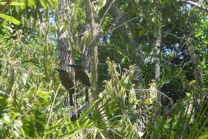 Birds of the Mayan World 2 / Route of the cenotes - What the four-hour route feels like