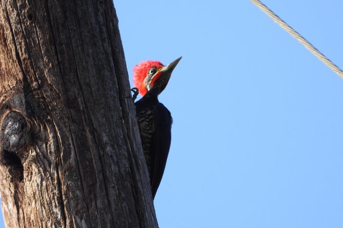Birds of the Mayan World 2 / Route of the cenotes - Afternoon timing and the toucan question