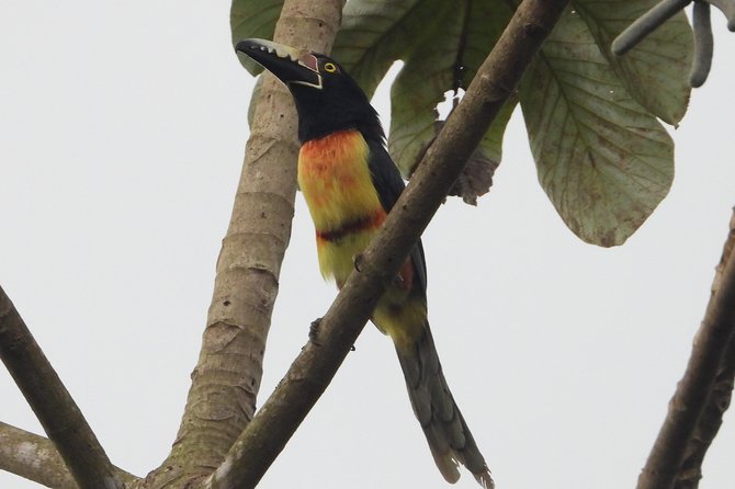 Birds of the Mayan World 2 / Route of the cenotes - Food, transport, and the value of a private tour