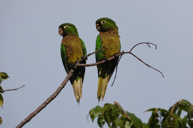 Birds of the Mayan World 2 / Route of the cenotes - Weather, heat, and what to bring