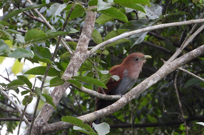 Birds of the Mayan World 2 / Route of the cenotes - Birdwatching with José Gil Paz Gutiérrez