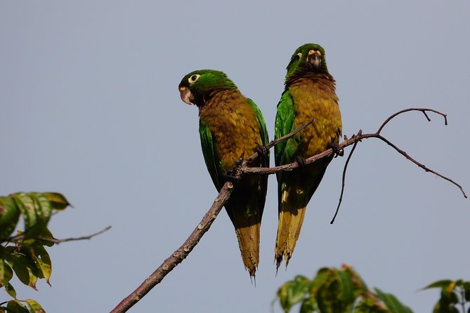 Birds of the Mayan World 3 - Reading the trails around Tulum