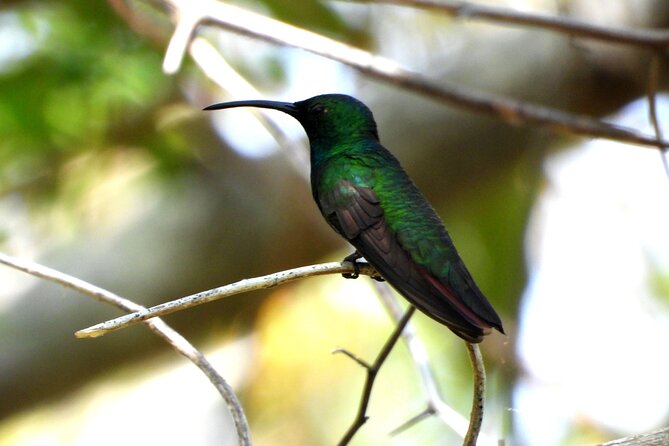 Birds of the Mayan World 3 - What the private guide adds